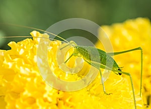 Green grasshopper- locust and feces.