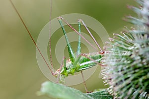 Green Grasshopper with Long Antennae