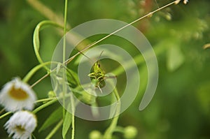 Green grasshopper lurked in forest grass. Wildlife, insects, macro, fauna, flora, background, wallpaper, nature