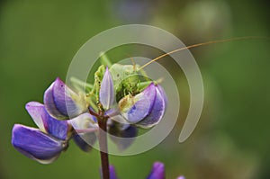 Green grasshopper lurked in forest grass. Wildlife, insects, macro, fauna, flora, background, wallpaper, nature