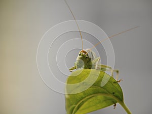 Grasshopper lurked in forest grass. Wildlife, insects, macro, fauna, flora, background, wallpaper, nature