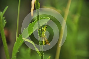 Green grasshopper lurked in forest grass. Wildlife, insects, macro, fauna, flora, background, wallpaper, nature