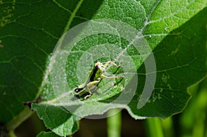 A green grasshopper. Macro. Burdock leaf.
