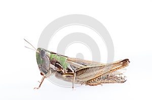 Green grasshopper macro closeup portrait