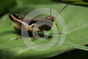 Green grasshopper macro in forest