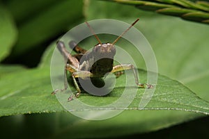 Green grasshopper macro in forest