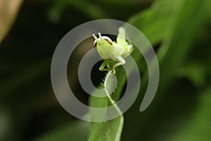 Green grasshopper macro in forest