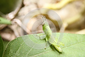 Green grasshopper macro in forest