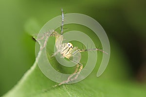 Green grasshopper macro in forest black backgrounf