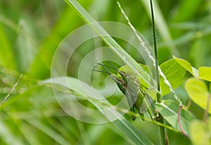 Green Grasshopper mating on the grass.