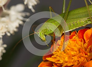 Green grasshopper on an orange flower