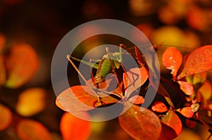 Green grasshopper on orange leaves.