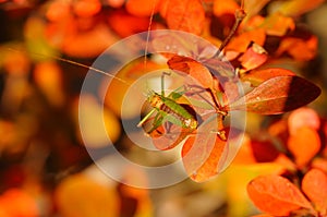 Green grasshopper on orange leaves.