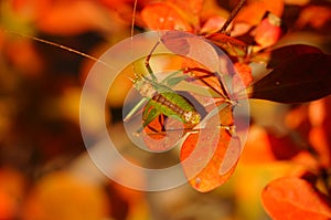 Green grasshopper on orange leaves.