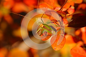 Green grasshopper on orange leaves.