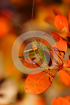 Green grasshopper on orange leaves.