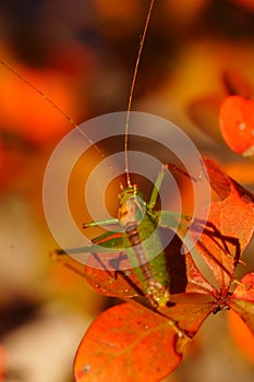 Green grasshopper on orange leaves.