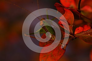 Green grasshopper on orange leaves.