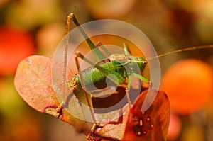 Green grasshopper on orange leaves.