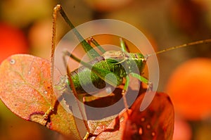 Green grasshopper on orange leaves.