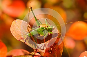 Green grasshopper on orange leaves.