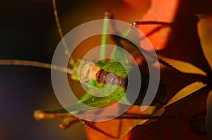 Green grasshopper on orange leaves.