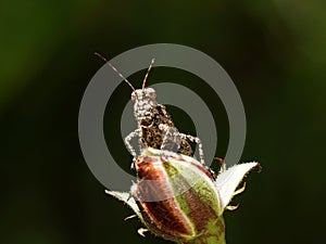 Green grasshopper perched atop a flower stem, its antennae and eyes wide open