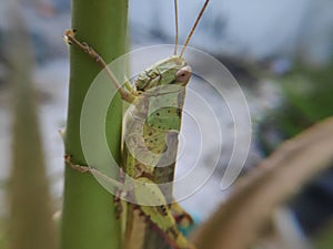 A green grasshopper perched on a grass blade