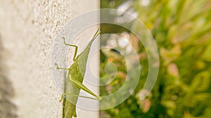 Green grasshopper perched on the white plaster walls.