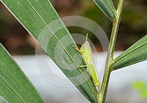 Green grasshopper pest animal arthropod wildlife  on palm leave in botany garden. insect jumper species hanger on plant. single bu