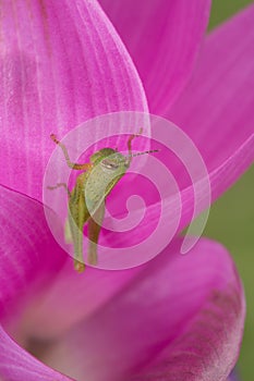 Green Grasshopper on pink petal