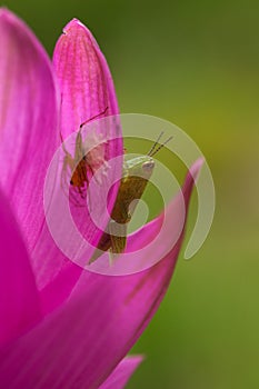 Green Grasshopper on pink petal