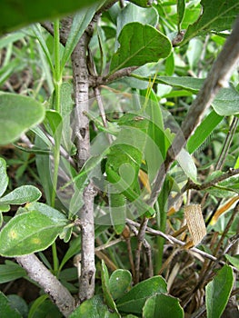 Green Grasshopper on plant stem in Swaziland