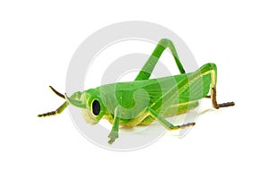 Green grasshopper plastic play toy