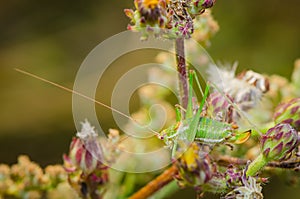Green grasshopper posing for on flowers