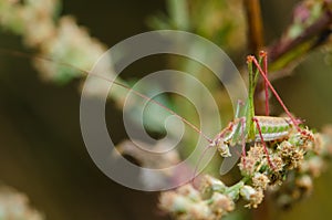 Green grasshopper posing for on flowers