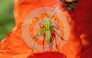 green grasshopper on red poppy