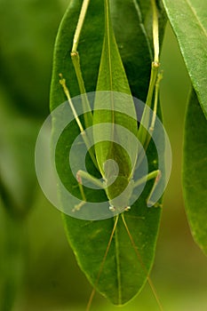 Green Grasshopper resting on Santalum album