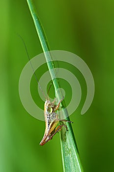 Green grasshopper`s in the grass