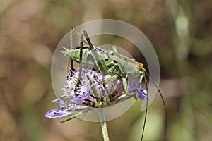 Green grasshopper on a Scabious flower in France