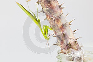 Green grasshopper, side view, hanging on the Crown of thorns tree