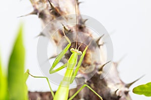 Green grasshopper, side view, hanging on the Crown of thorns tree