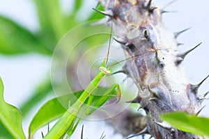 Green grasshopper, side view, hanging on the Crown of thorns tree branch,