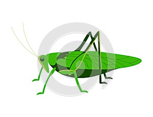 Green grasshopper side view isolated on a white