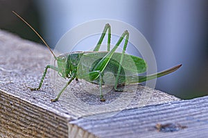 A green grasshopper sits on a board in profile. Close-up