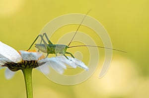 a green grasshopper sits on a daisy and heats up