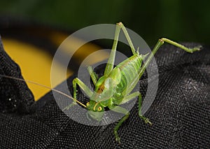 The green grasshopper sits on dark fabric