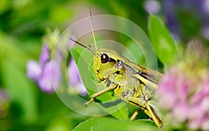 A green grasshopper sits on a flower in the garden