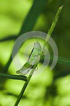 Green grasshopper sitting on agrass - closeup