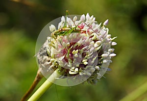 Green grasshopper sitting on garlic bulge